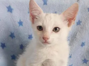 Gato raça SRD idade 2 a 6 meses nome SIMBA