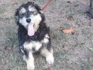 Cachorro raça SRD idade 7 a 11 meses nome Hope