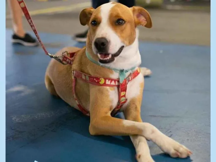 Cachorro ra a  idade 2 anos nome Caramelo 