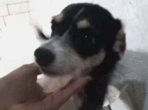Cachorro raça SRD idade 2 anos nome Naara