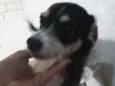 Cachorro raça SRD idade 2 anos nome Naara
