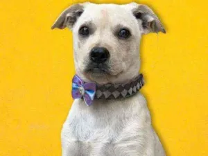 Cachorro raça SRD idade 2 a 6 meses nome Doobe