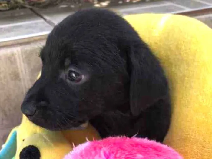 Cachorro raça SRD  idade Abaixo de 2 meses nome Sem Nome