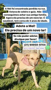 Cachorro raça Sem raça  idade 2 anos nome Mel 