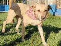 Cachorro raça Sem raça  idade 2 anos nome Mel 