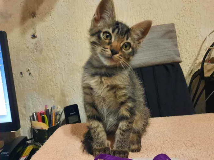 Gato raça S/D  idade 2 a 6 meses nome Tigresa e Mel