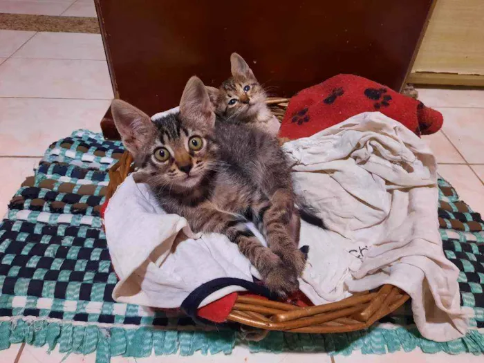 Gato raça S/D  idade 2 a 6 meses nome Tigresa e Mel