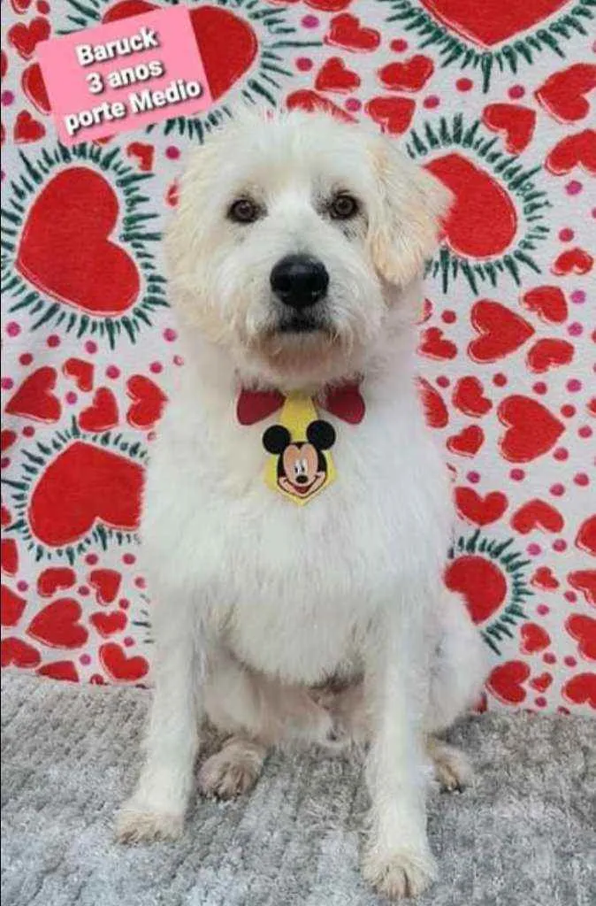 Cachorro raça SRD  idade 3 anos nome Baruk 