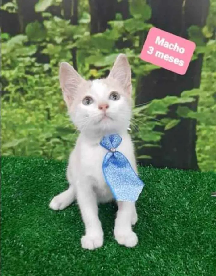 Gato raça SRD  idade 2 a 6 meses nome Chokito