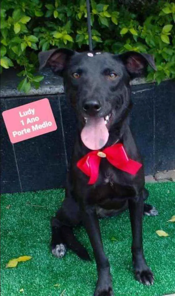 Cachorro raça SRD  idade 1 ano nome Ludy 