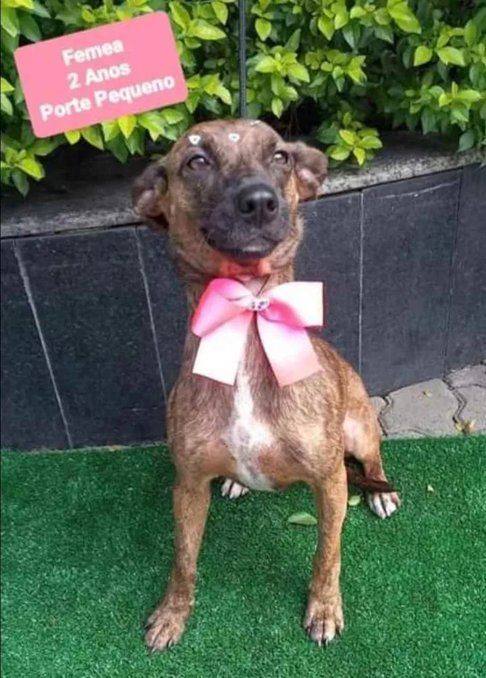 Cachorro raça SRD  idade 2 anos nome Lolita 