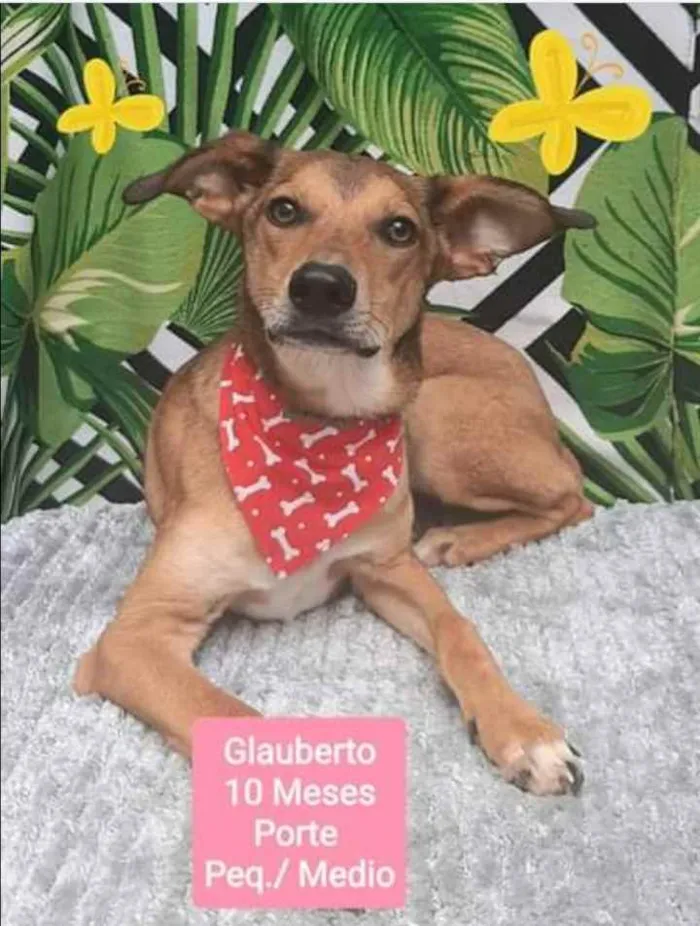 Cachorro raça SRD  idade 7 a 11 meses nome Glauberto 