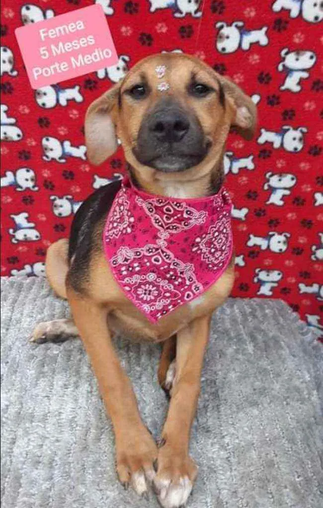 Cachorro raça SRD  idade 2 a 6 meses nome Maybe 