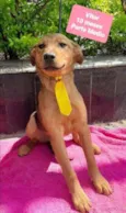 Cachorro raça SRD  idade 7 a 11 meses nome Vitor 