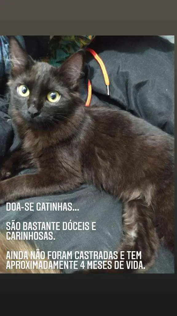Gato ra a Vira lata idade 2 a 6 meses nome Sem nome