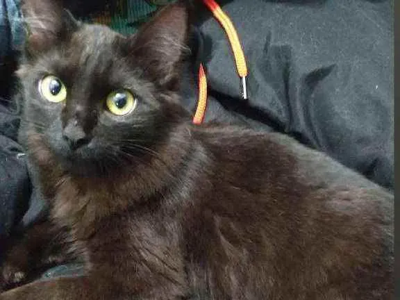 Gato ra a Vira lata idade 2 a 6 meses nome Sem nome