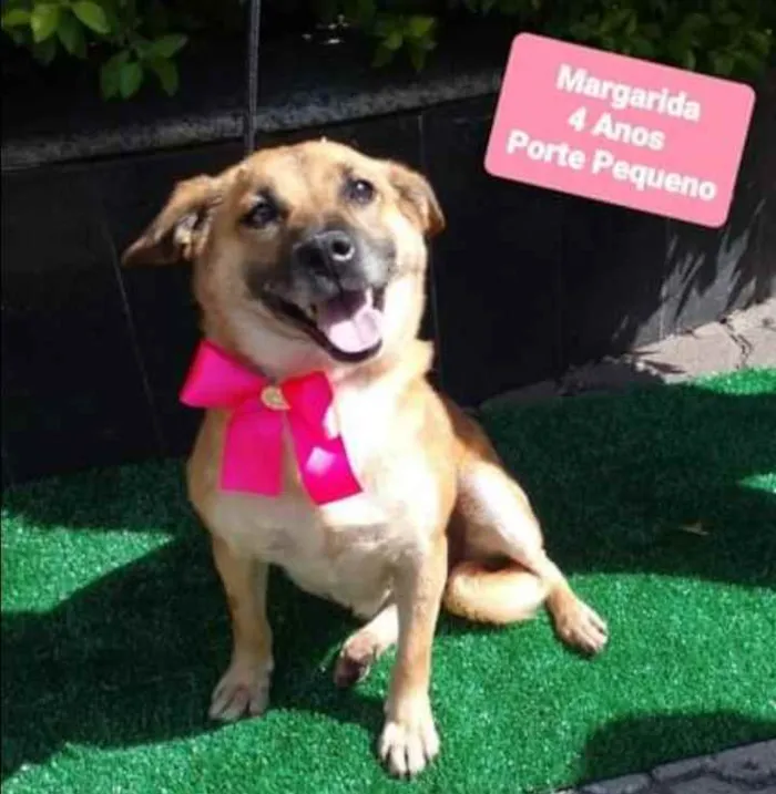 Cachorro raça SRD  idade 4 anos nome Margarida 