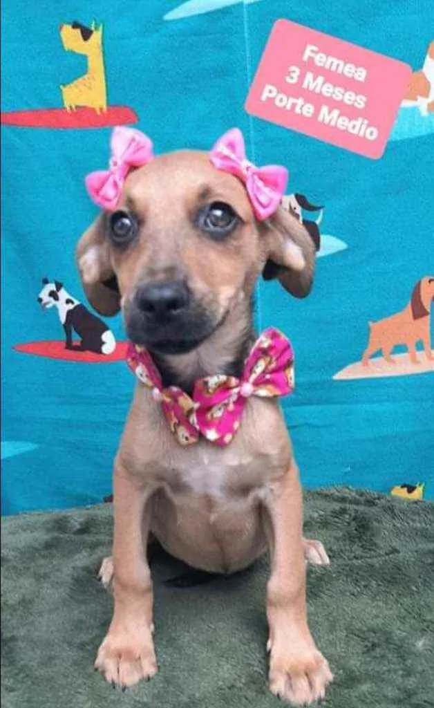 Cachorro raça SRD  idade 2 a 6 meses nome Paçoca 