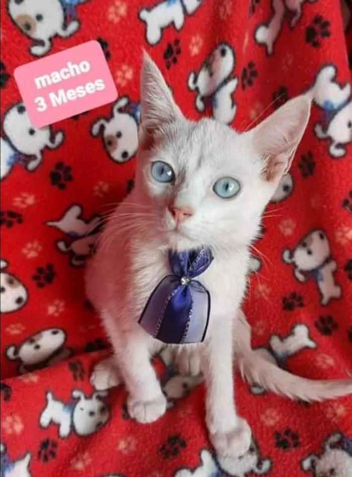 Gato raça SRD  idade 2 a 6 meses nome Calvin 