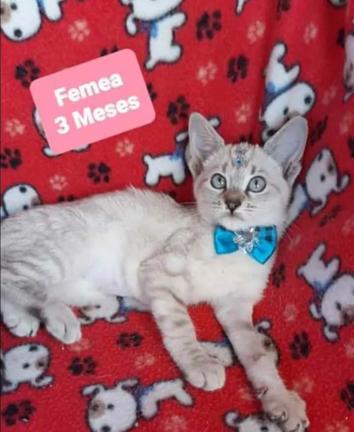 Gato raça SRD  idade 2 a 6 meses nome Dory