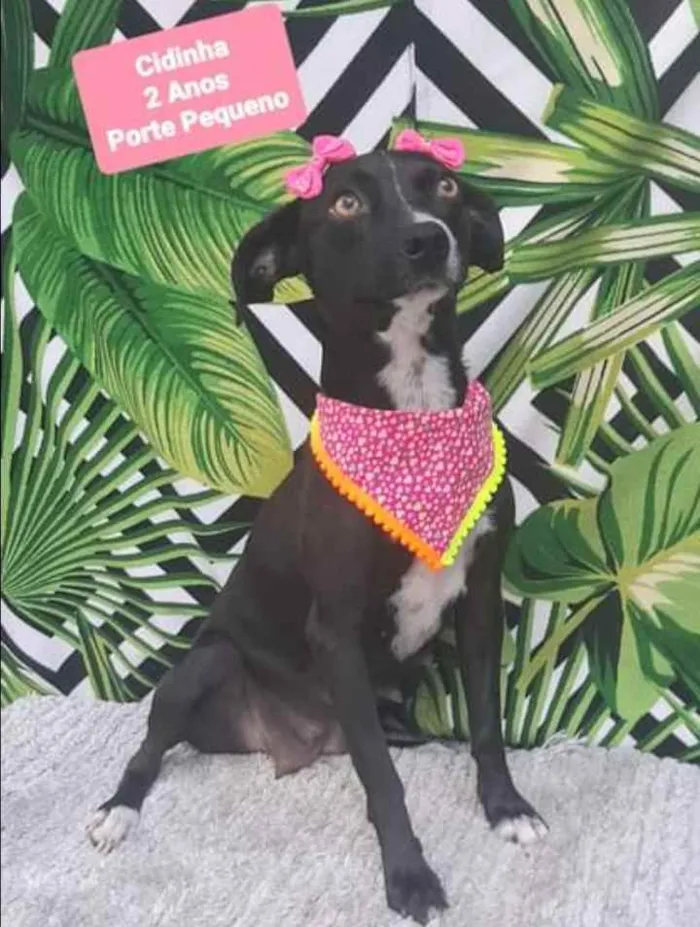Cachorro raça SRD  idade 2 anos nome Cidinha 