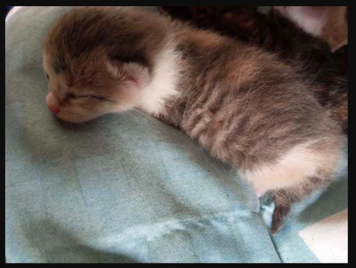 Gato ra a Sem raça definida idade Abaixo de 2 meses nome Sem Nomes