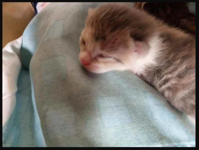 Gato ra a Sem raça definida idade Abaixo de 2 meses nome Sem Nomes