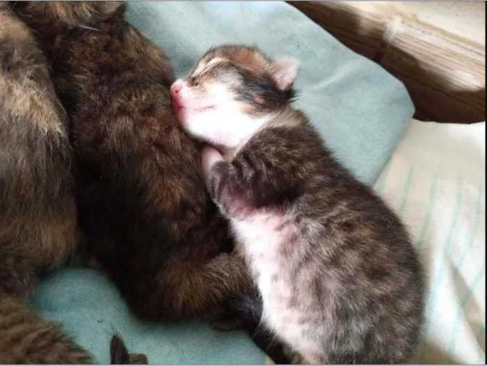Gato ra a Sem raça definida idade Abaixo de 2 meses nome Sem Nomes