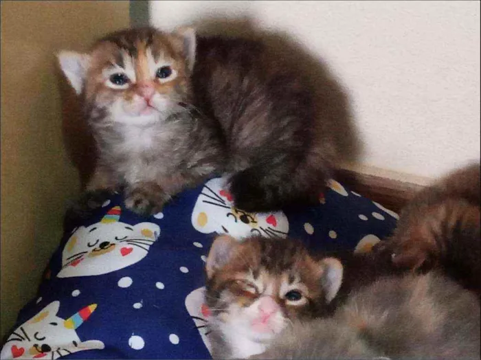 Gato ra a Sem raça definida idade Abaixo de 2 meses nome Sem Nomes