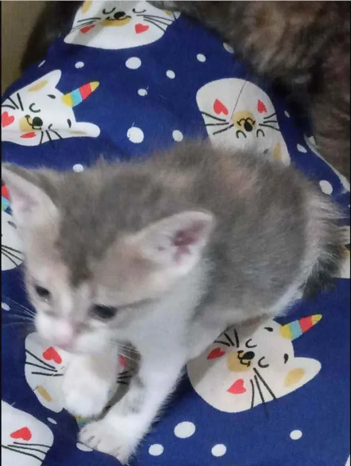 Gato ra a Sem raça definida idade Abaixo de 2 meses nome Sem Nomes