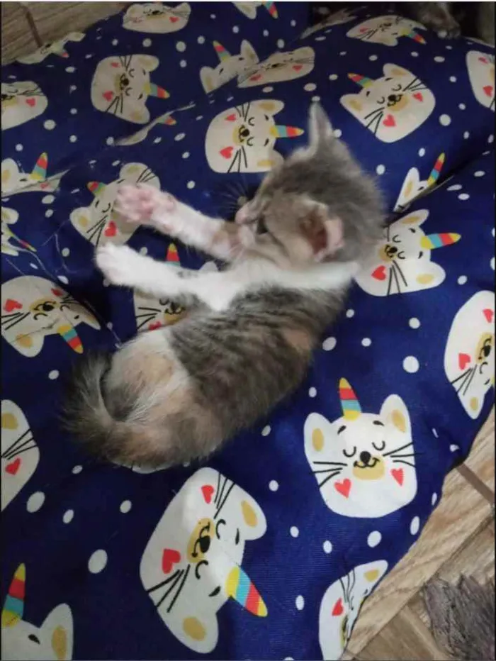 Gato ra a Sem raça definida idade Abaixo de 2 meses nome Sem Nomes