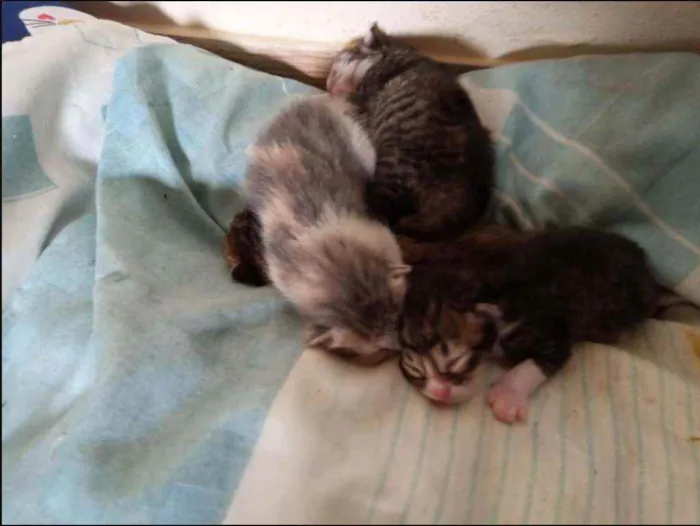 Gato ra a Sem raça definida idade Abaixo de 2 meses nome Sem Nomes