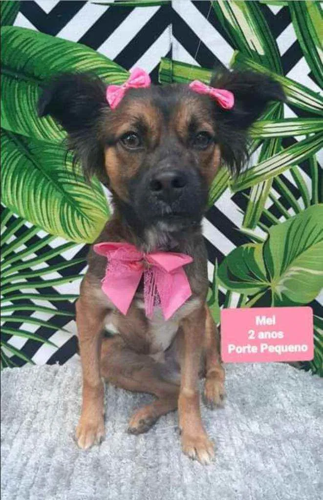 Cachorro raça  idade 2 anos nome Mel 