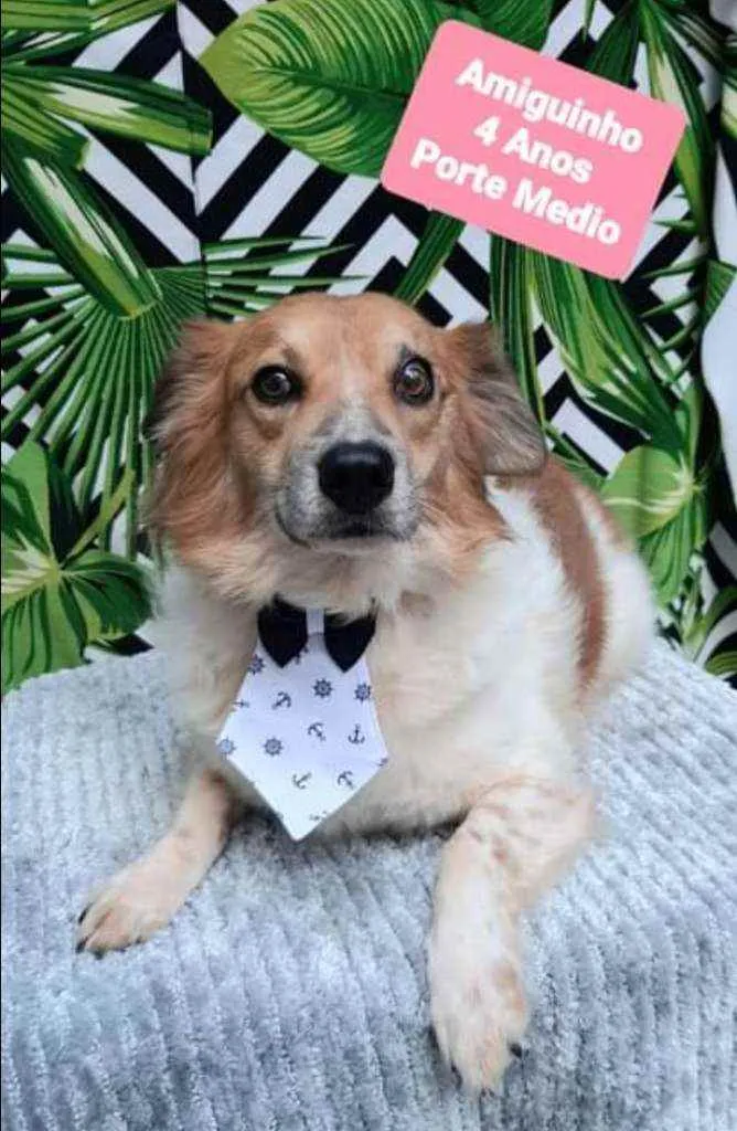 Cachorro raça SRD  idade 4 anos nome Amiguinho 