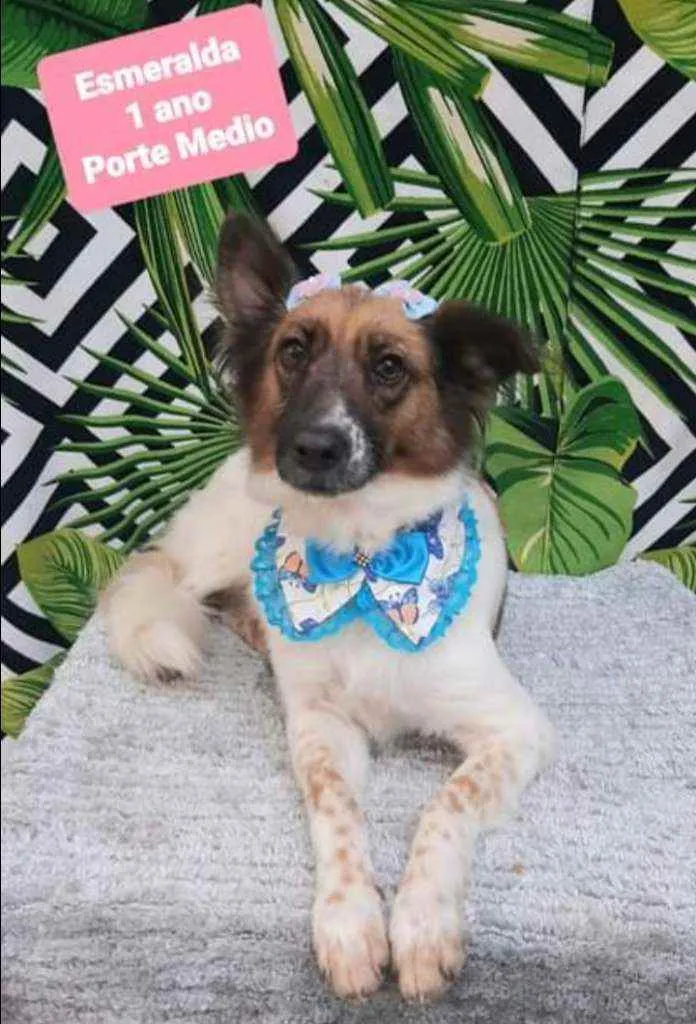 Cachorro raça SRD  idade 1 ano nome Esmeralda 