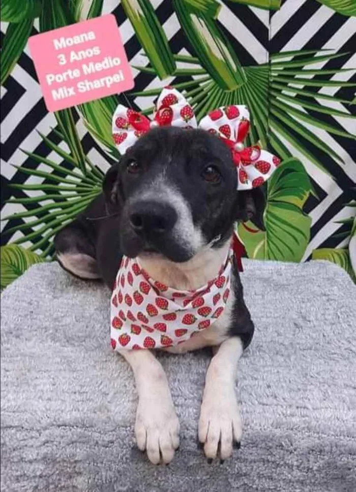 Cachorro raça Mix Sharpei  idade 3 anos nome Moana 
