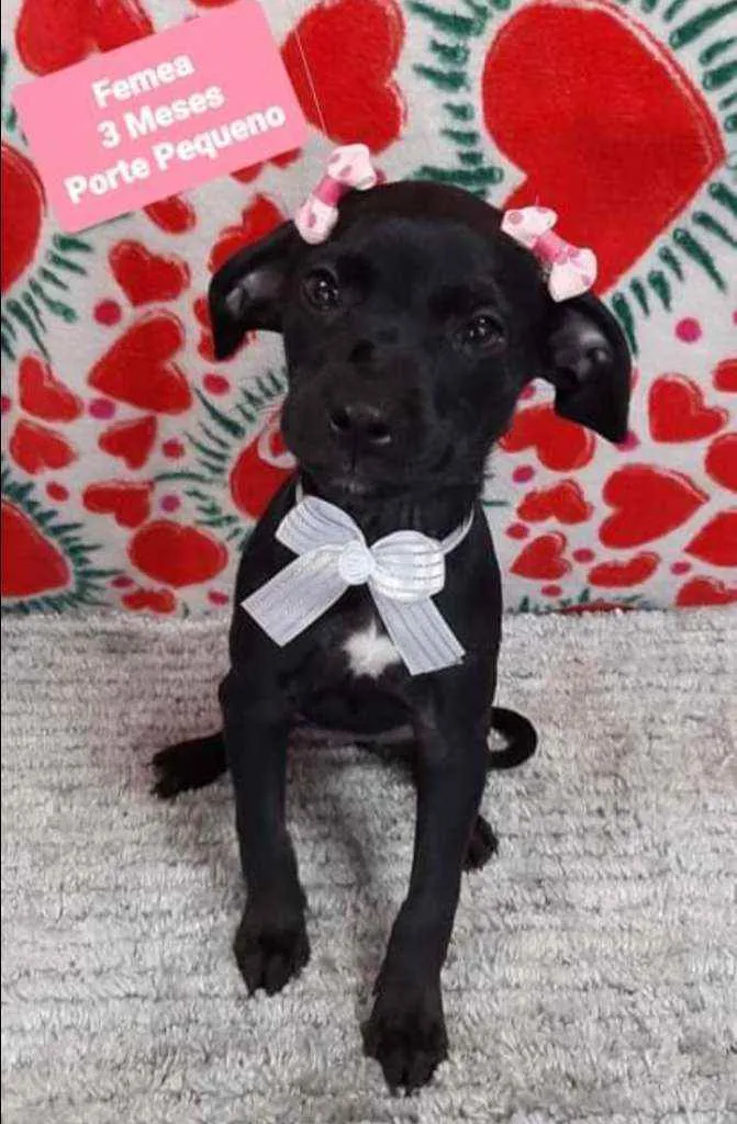 Cachorro raça SRD  idade 2 a 6 meses nome Gaya 