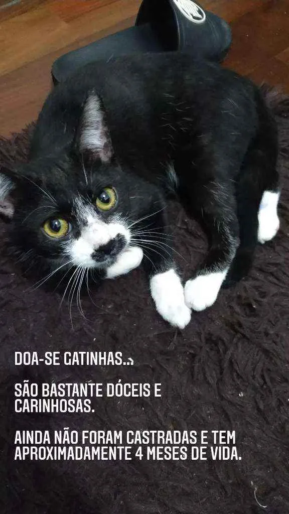 Gato ra a Vira lata idade 2 a 6 meses nome Sem nome