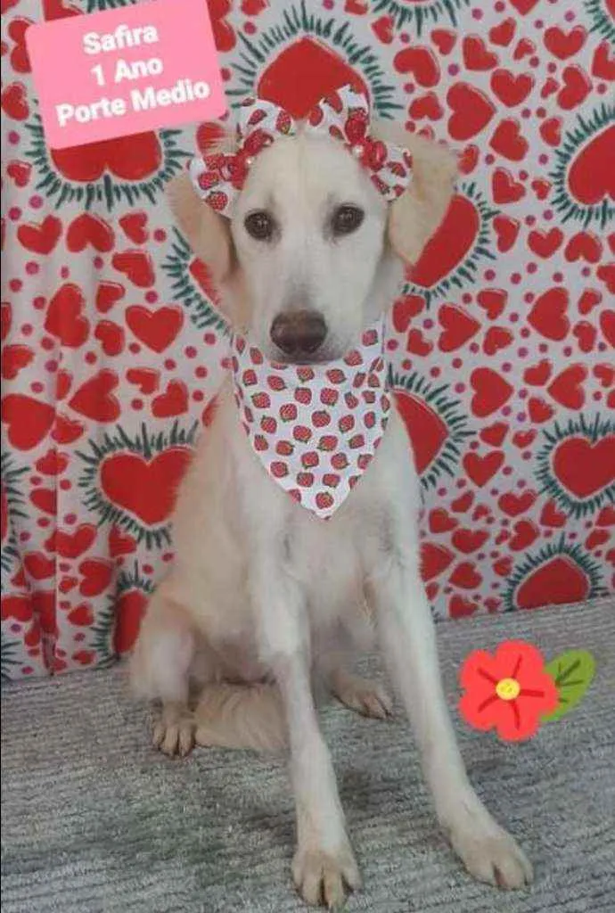 Cachorro raça SRD  idade 1 ano nome Safira 