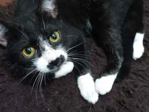 Gato ra a Vira lata idade 2 a 6 meses nome Sem nome