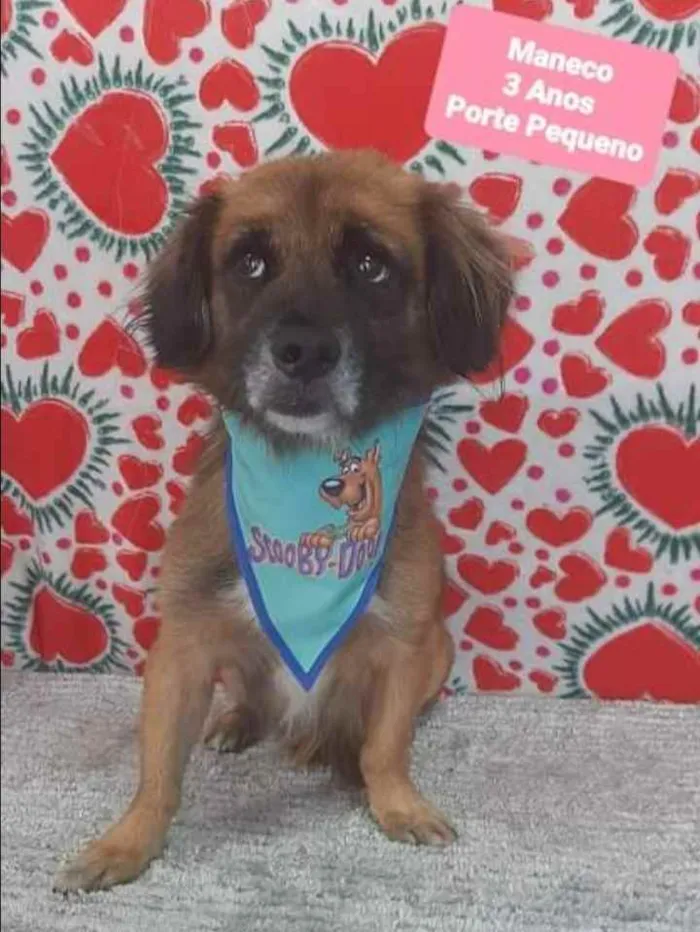 Cachorro raça SRD  idade 3 anos nome Maneco 
