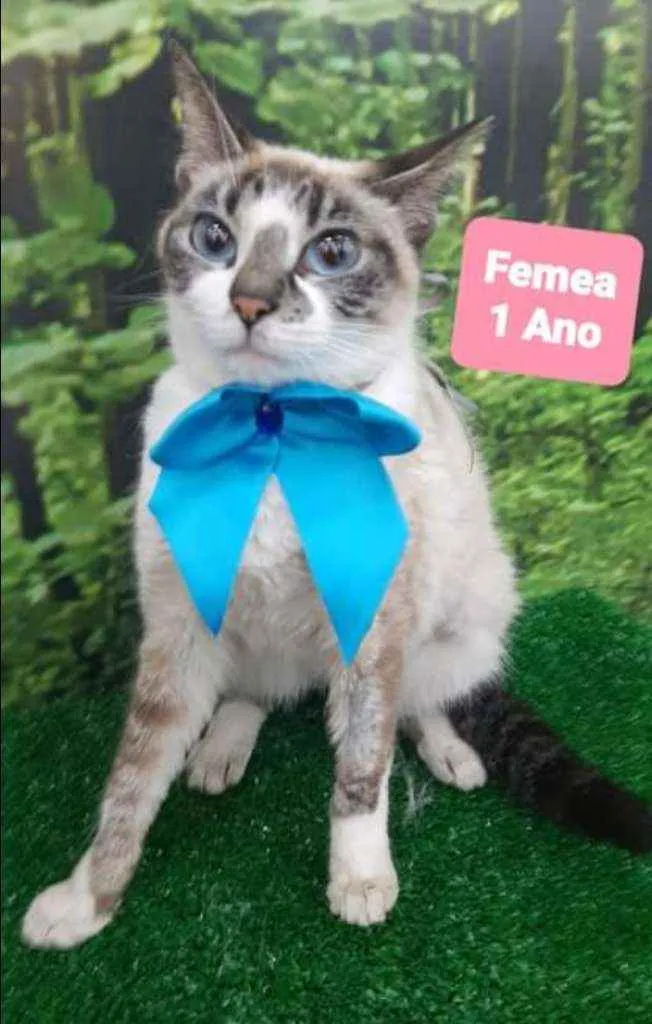 Gato raça SRD  idade 1 ano nome Zara 