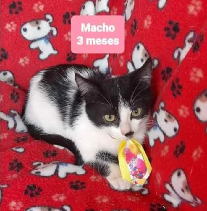 Gato raça SRD  idade 2 a 6 meses nome Flocos 