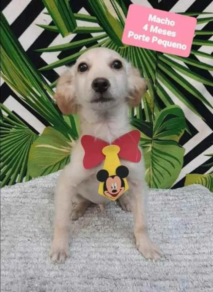 Cachorro raça SRD  idade 2 a 6 meses nome Clyde 