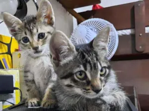 Gato raça S/D  idade 2 a 6 meses nome Tigresa e Mel