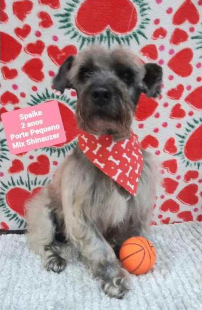 Cachorro raça Mix Shinauzer  idade 2 anos nome Spaike 