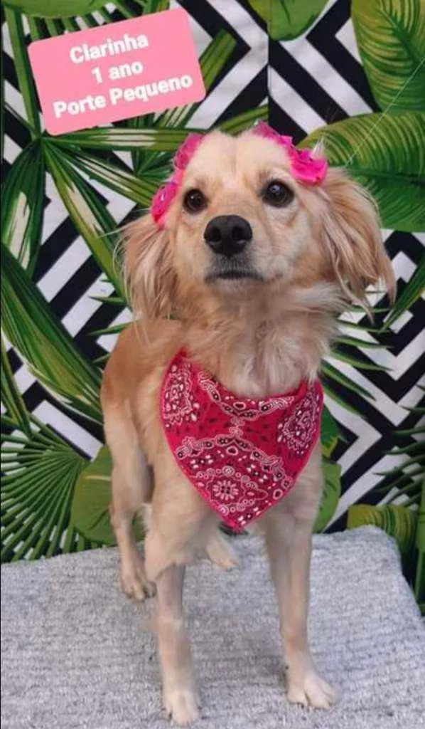 Cachorro raça SRD  idade 1 ano nome Clarinha 