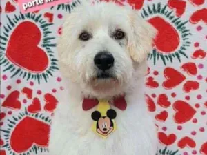 Cachorro raça SRD  idade 3 anos nome Baruk 