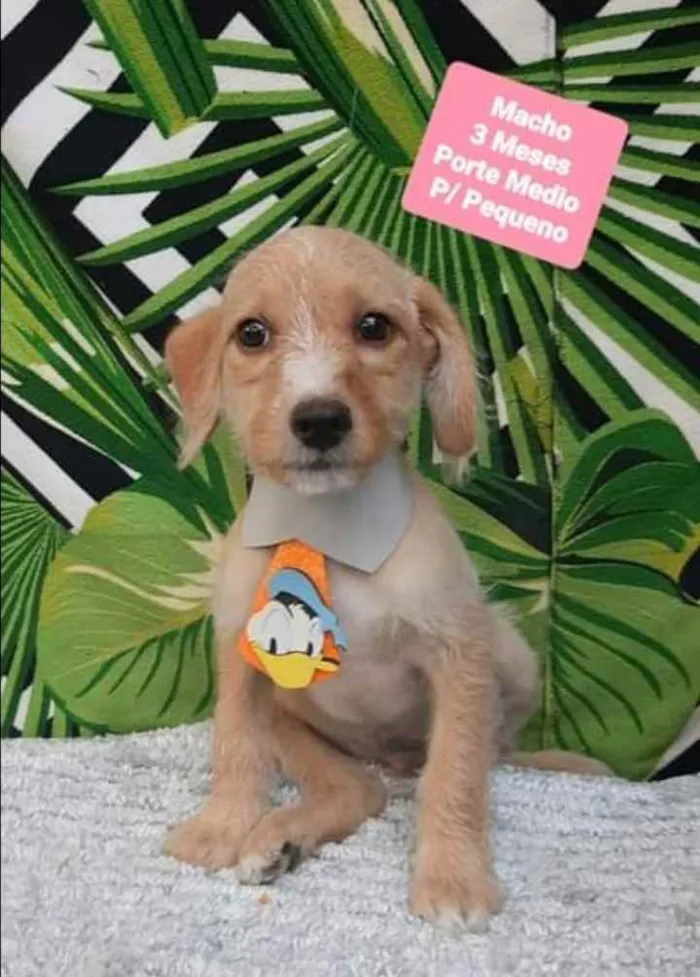 Cachorro raça SRD  idade 2 a 6 meses nome Dominique 