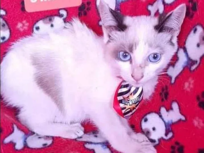 Gato raça SRD  idade 2 a 6 meses nome Kinder 